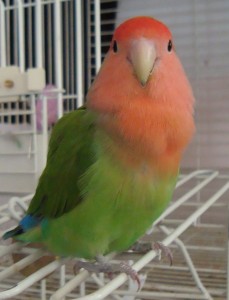 Bird talk