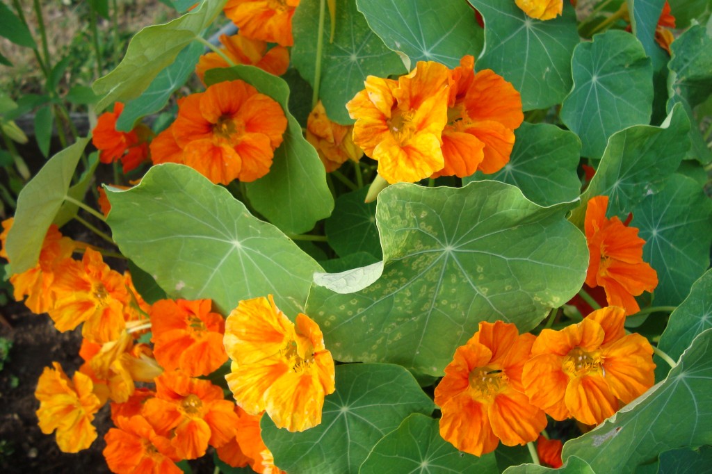 Nasturtiums