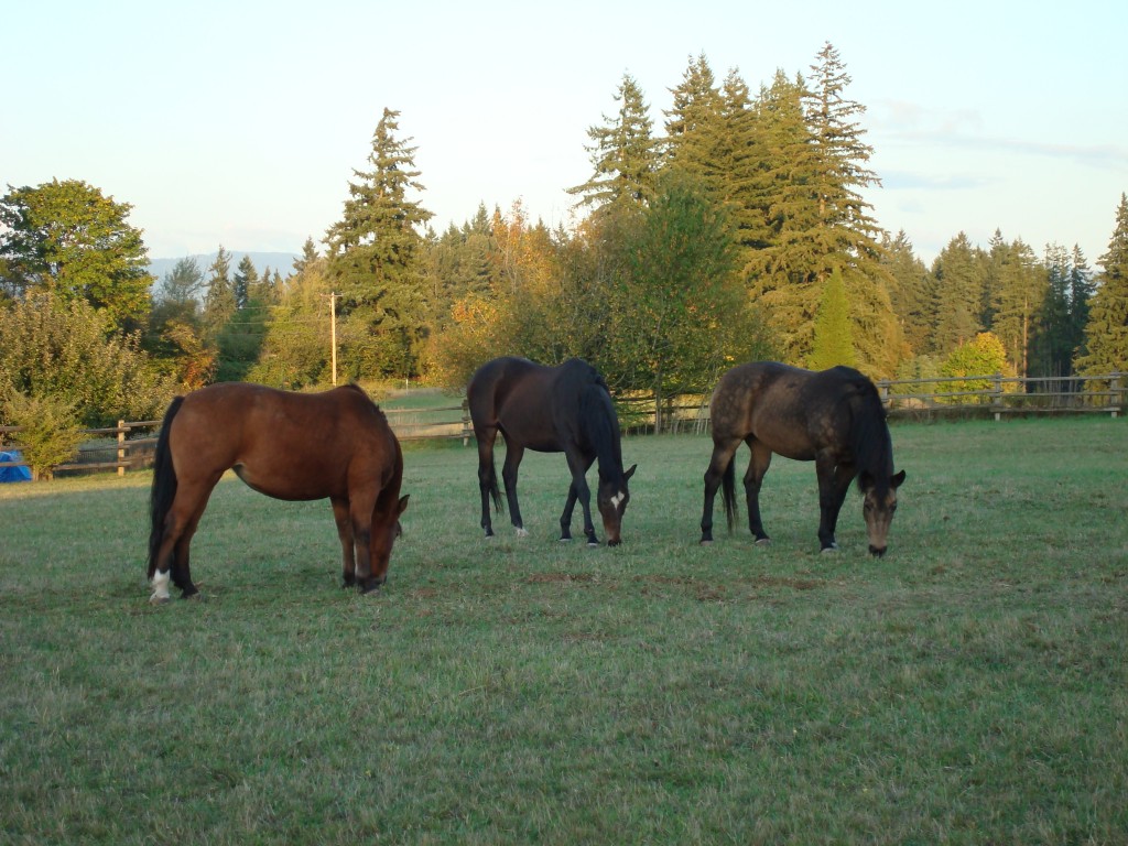 Horse freinds, grazing  together
